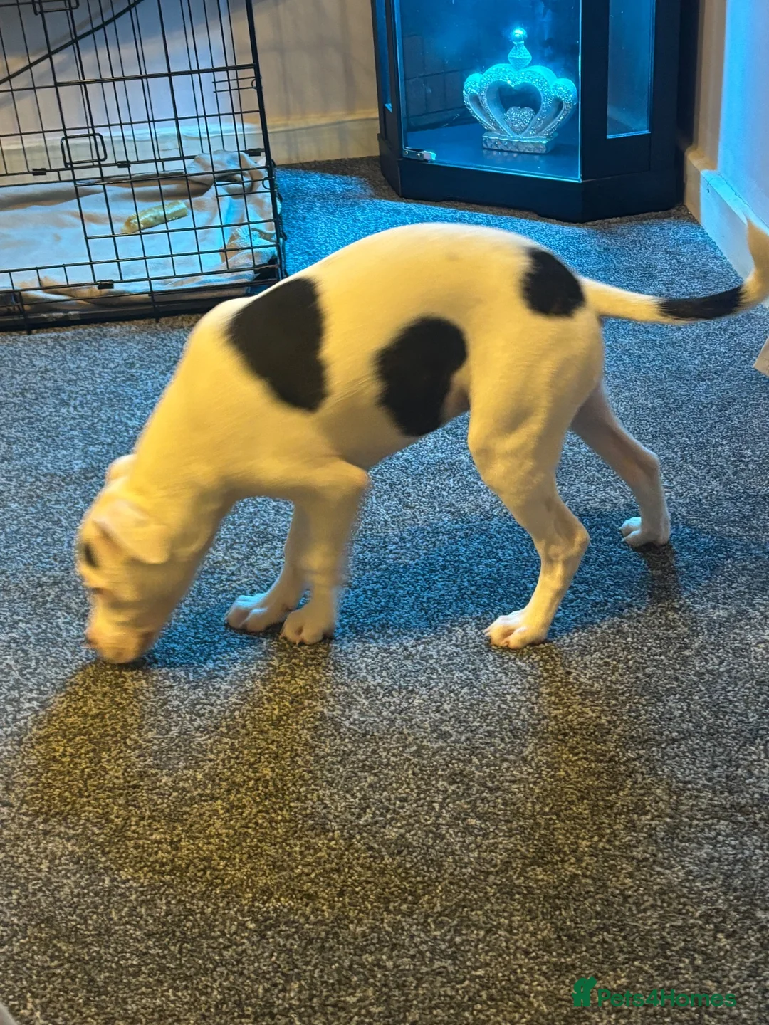 Mixed Breed dogs for sale: Gorgeous little girl  - Advert 2