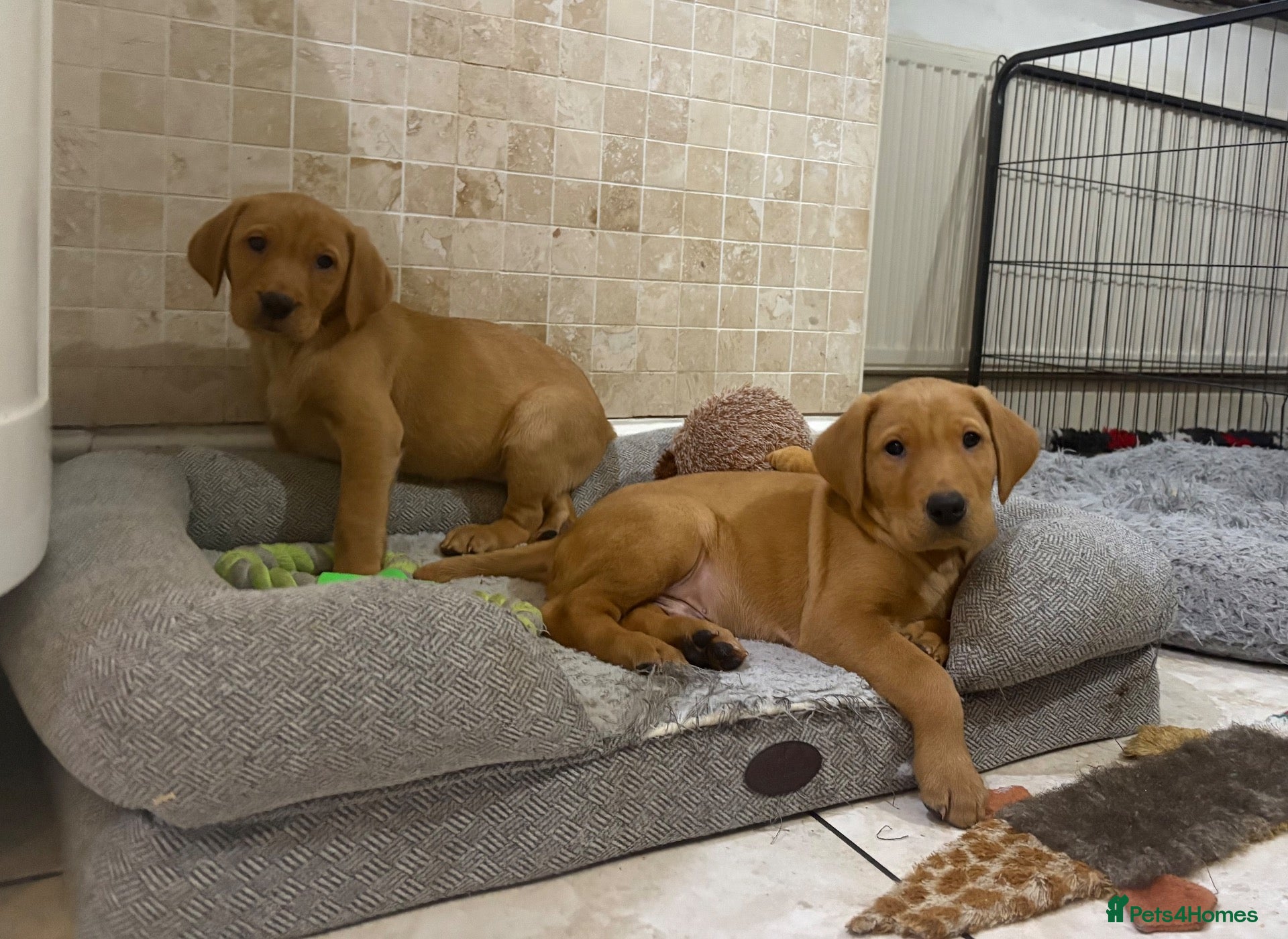 Labrador Retriever dogs KC Fully Health Tested Labrador Puppies  - Advert 1