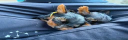 Yorkshire Terrier dogs for sale: 2x Tiny Yorkshire Terrier Puppies - Advert 6