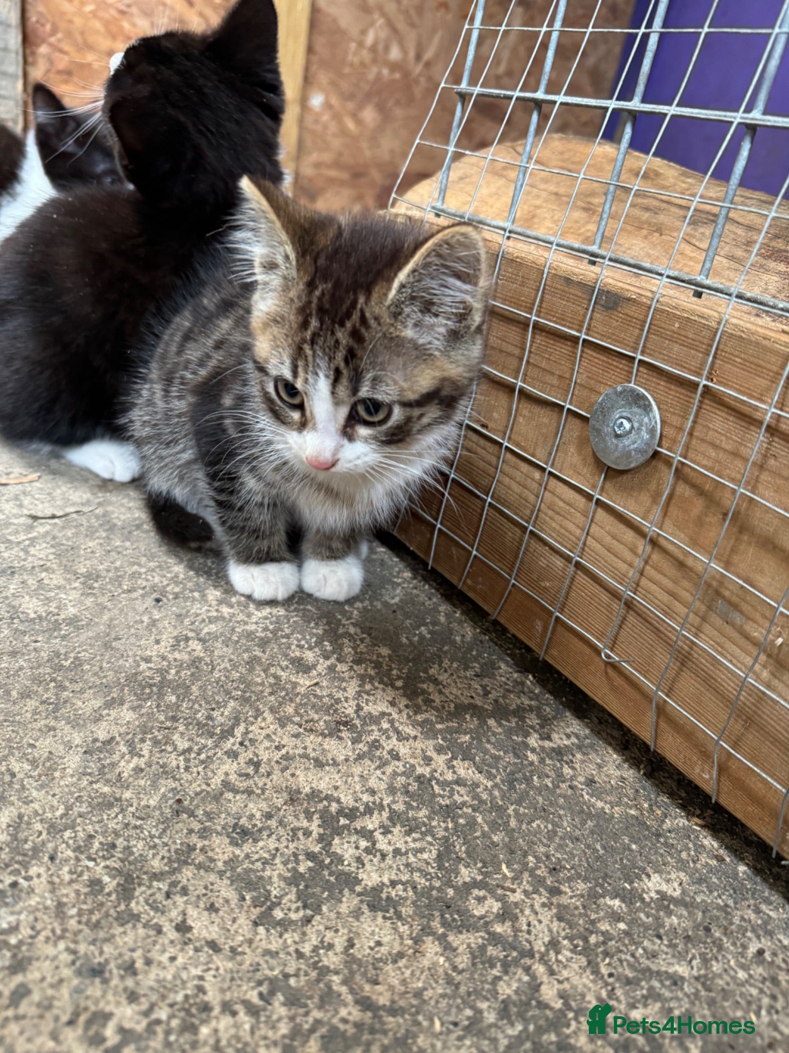 British Shorthair cats Offers taken - beautiful kittens  - Advert 1