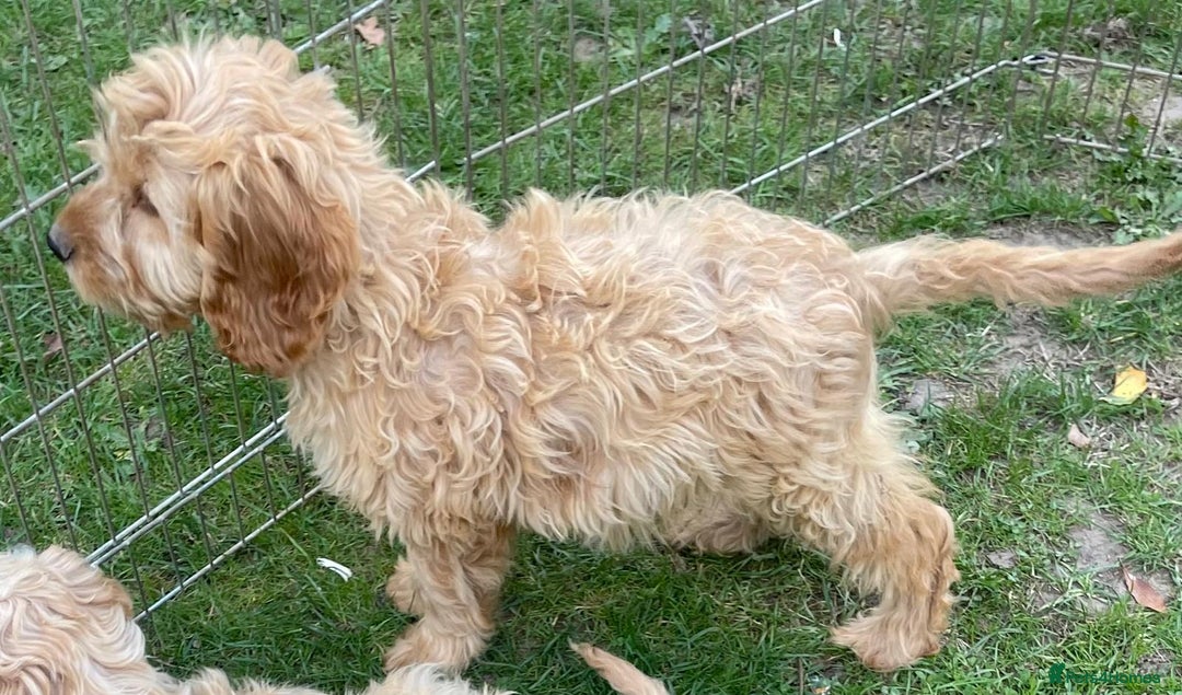 Cockapoo dogs for sale: Quality cockapoo pups  - Image 19