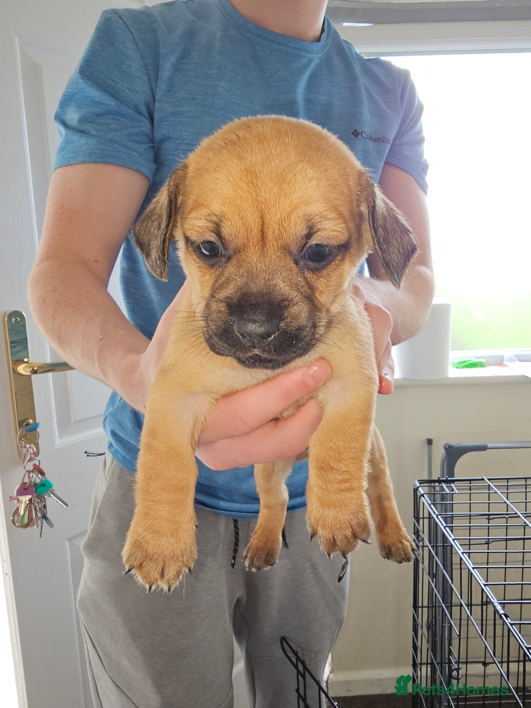 Mixed Breed dogs for sale: dachshund  x pug puppy's  - Image 4