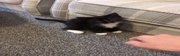 Mixed Breed cats for sale: 3 kittens for sale in Barnsley - Advert 6