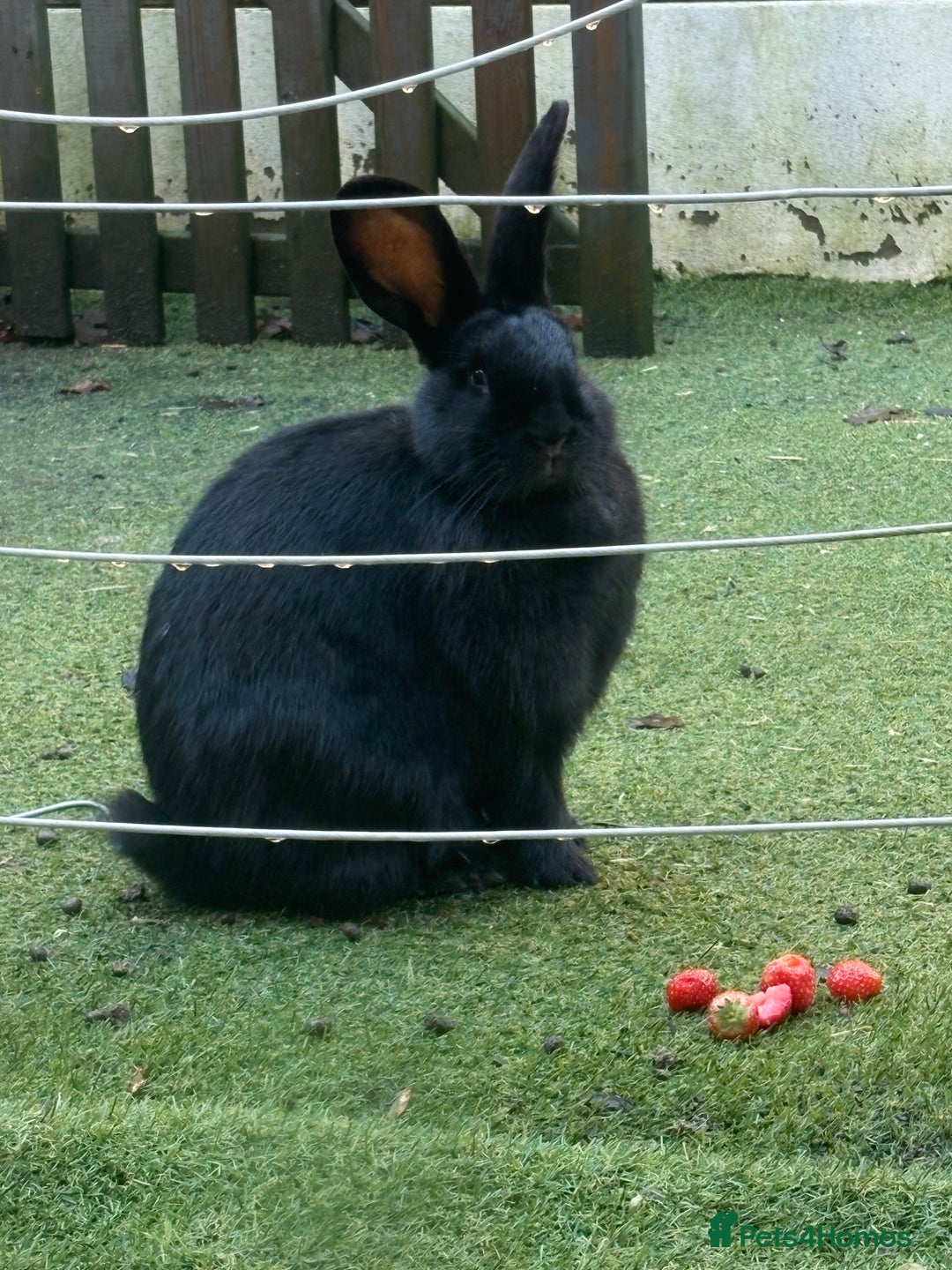 Mixed Breed rabbits for sale: Two Bucks  - Advert 5
