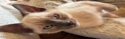 Tonkinese cats for sale: Superb Tonkdoll kittens - Advert 12