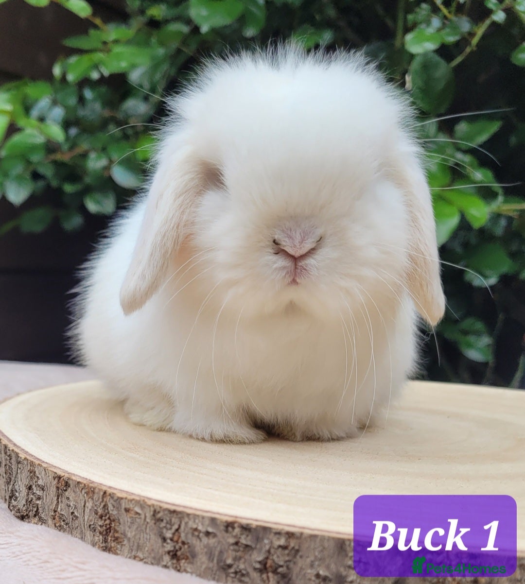 Mini Lop rabbits Available Beautiful pure bred mini lops - Advert 1