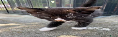 White nose