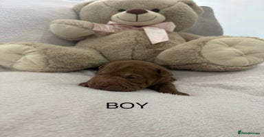Shar Pei dogs - Advert 12