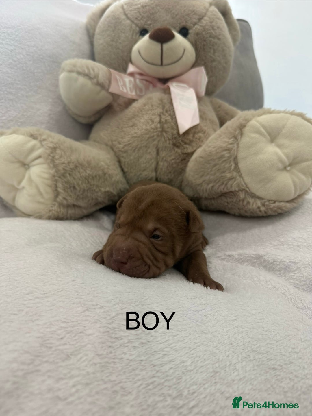 Shar Pei dogs for sale: 🔥 BEAUTIFUL SHARPEI PUPS 🔥  - Image 3