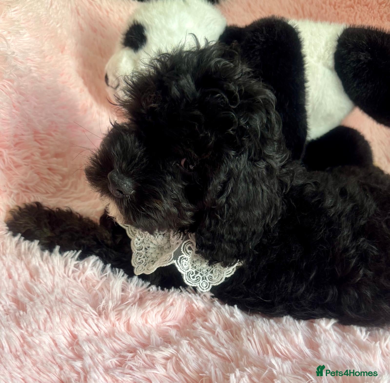 Cavapoo dogs Ready now, F1 Cavapoos, health tested   - Advert 2
