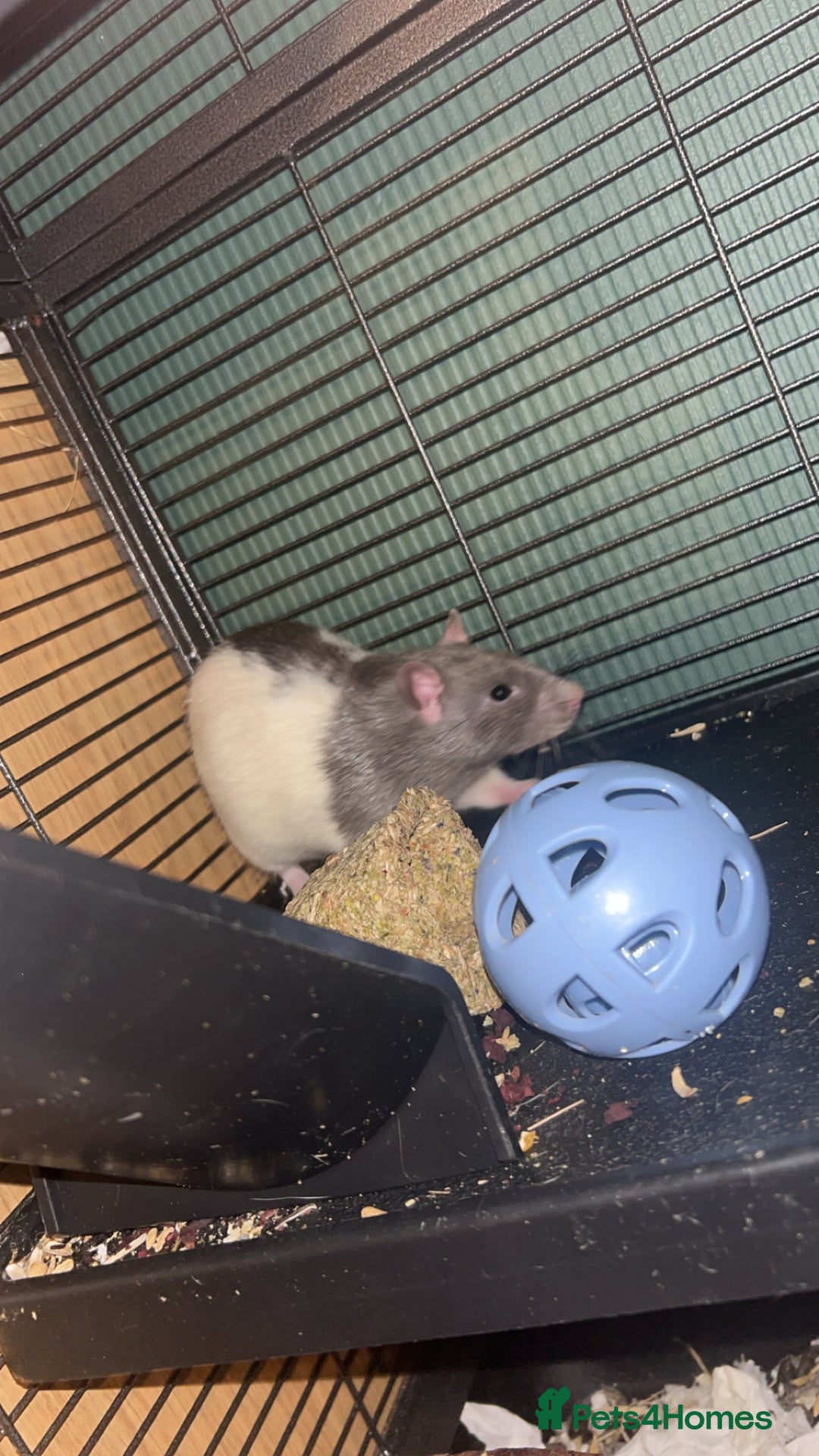 Rat rodents for sale: 2 male rats  - Advert 1