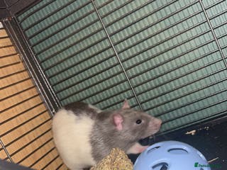 Rat rodents 2 male rats - Advert 1