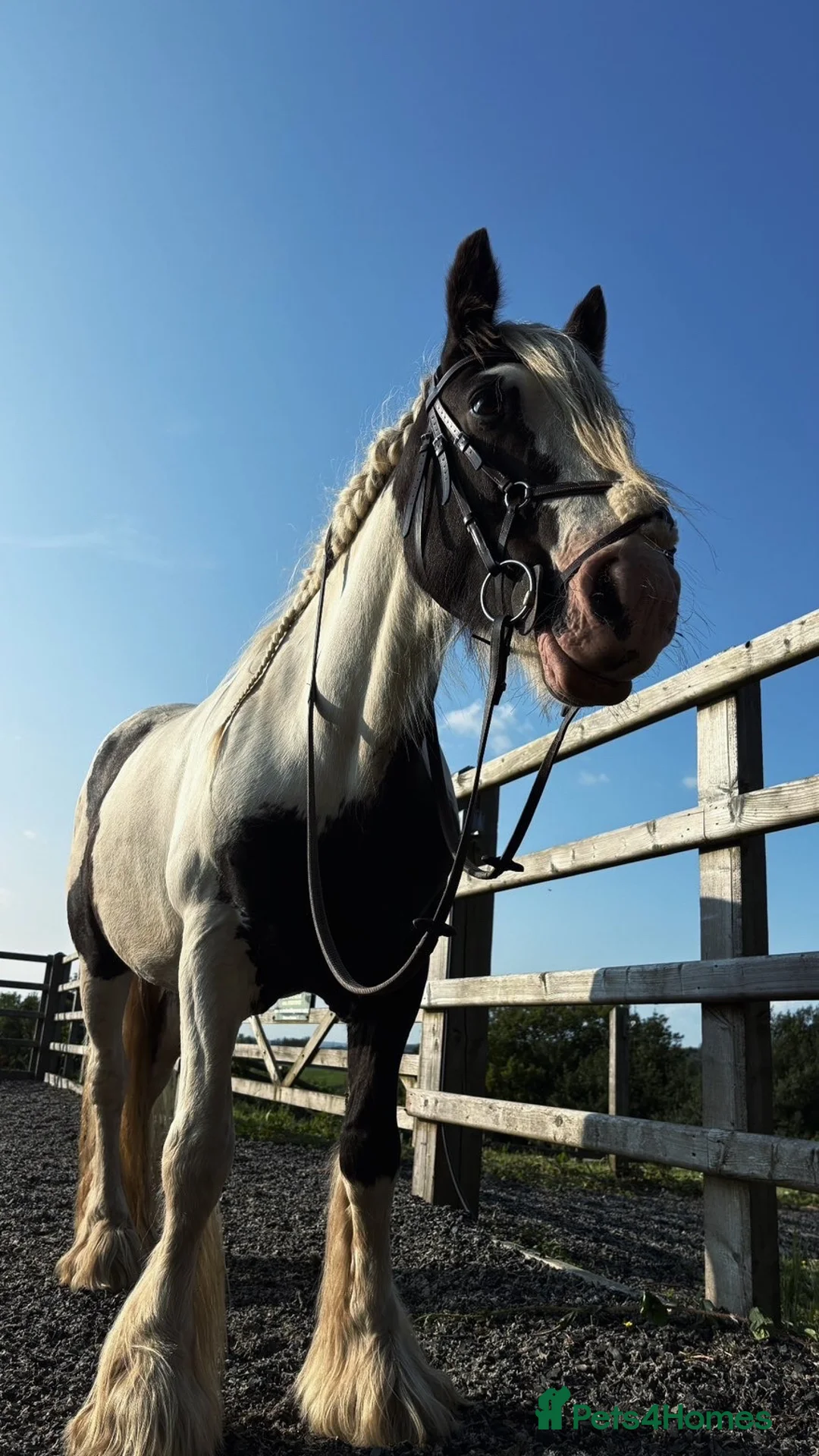 Irish Cob horses for sale: Heartbreaking sale  - Advert 4