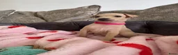Italian Greyhound dogs for sale: 🏡 Italian greyhound puppies ready soon 🏡 - Advert 30