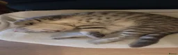 Scottish Fold cats for sale: Silver spotted Scottish fold/straight kittens  - Advert 12