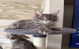 Maine Coon cats for sale: XL Russian Cubs 🇷🇺❤️ - Image 13