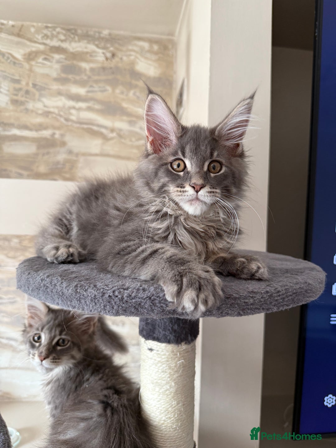 Maine Coon cats for sale: XL Russian Cubs 🇷🇺❤️ - Image 13