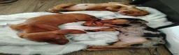 Dachshund dogs for sale: 3 beautiful miniature /dapple boys for sale  - Advert 7