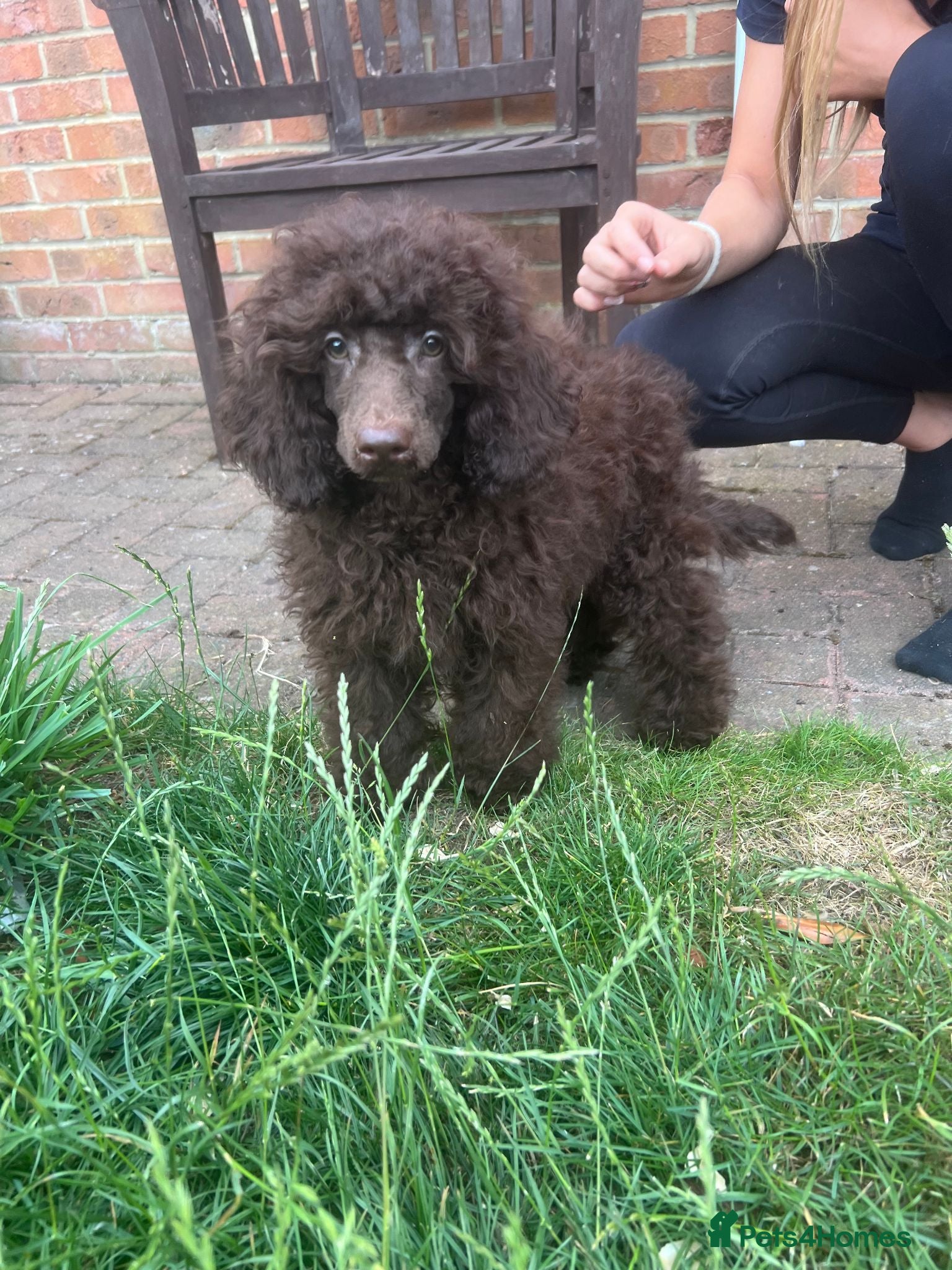 Toy Poodle dogs Gorgeous Chocolate Toy Poodle "Bear" - Advert 3