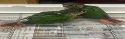 Conures birds for sale: Two Green Conures - pineapple and green parents  in ELY - Advert 1