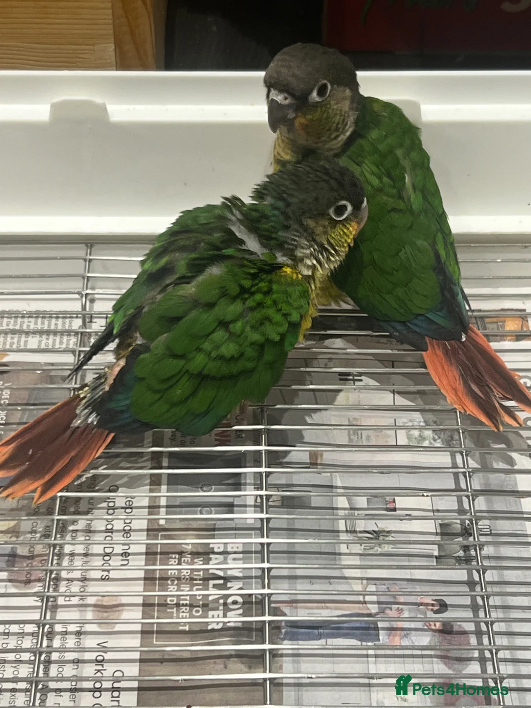 Conures birds for sale: Two Green Conures - pineapple and green parents  in ELY - Advert 1