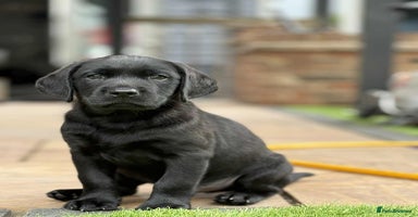Labrador Retriever dogs - Advert 16