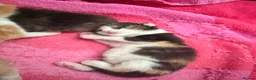 Mixed Breed cats for sale: Gorgeous litter of kittens  - Advert 4