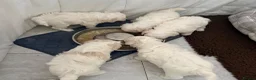 Cavachon dogs for sale: Cavachon Puppies Looking for Their 4ever Homes ❤️ in Cookstown - Advert 14
