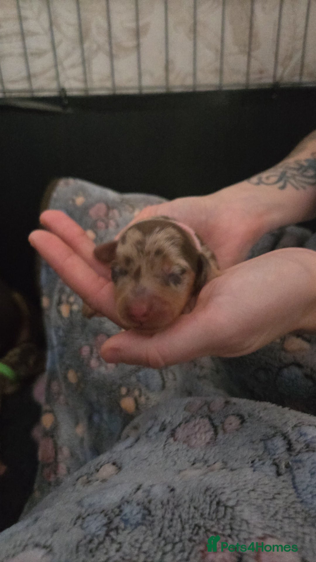Miniature Dachshund dogs for sale: Miniature dachshund pups for sale - Image 6