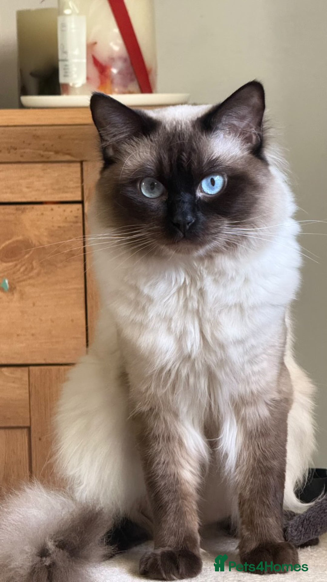 Ragdoll cats for sale: 💙 Seal Point Male - DNA Clear Parents - Image 12