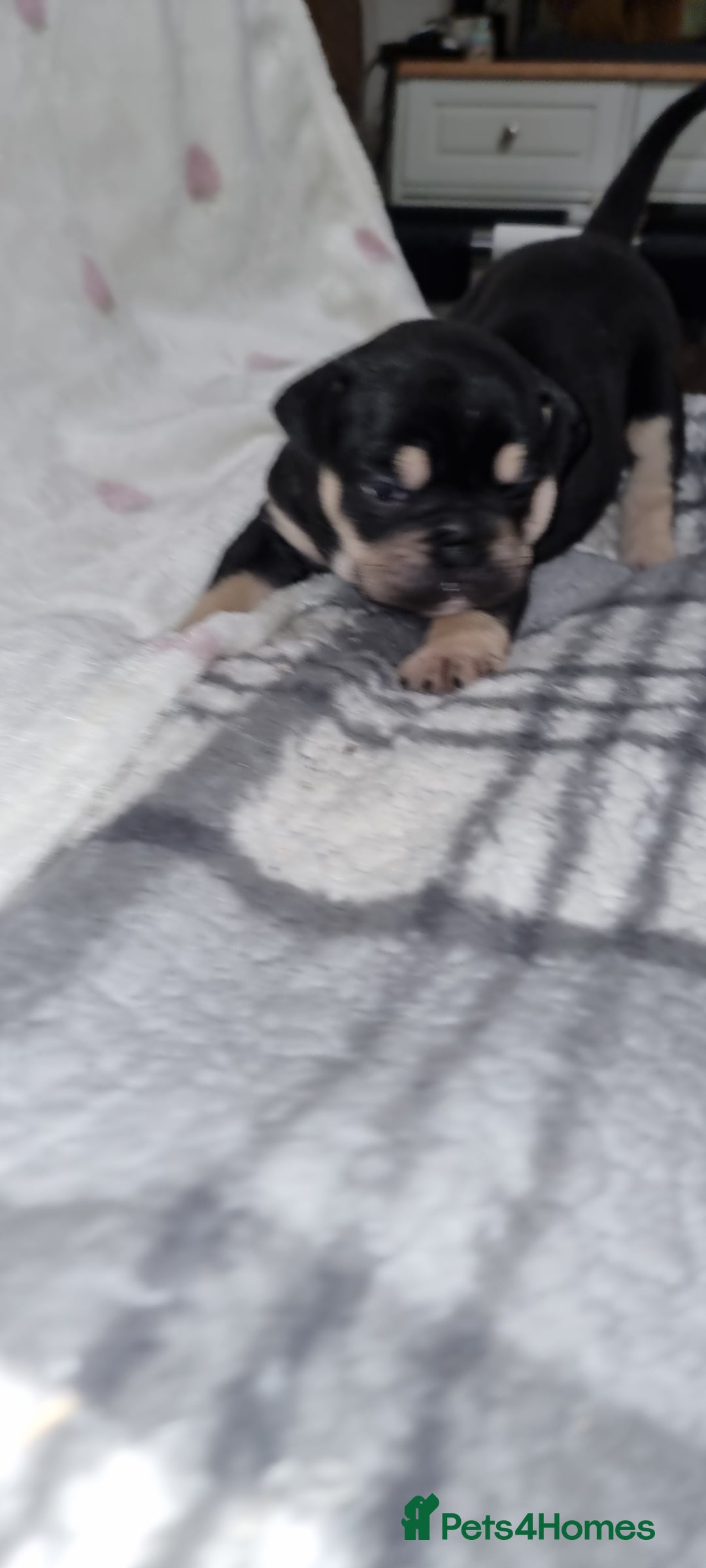 Olde English Bulldogge dogs for sale: Olde English bulldogge puppys - Advert 13
