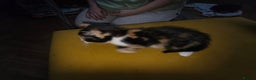 Mixed Breed cats for sale: 2 female kittens  - Advert 4
