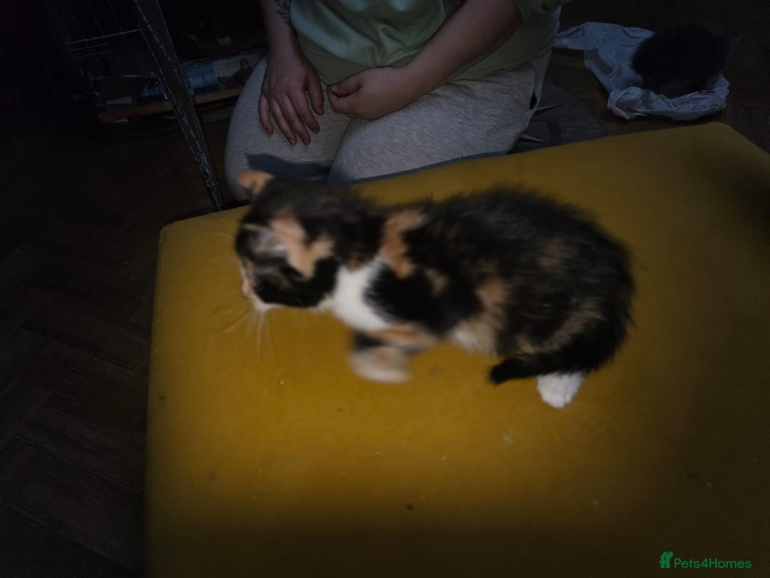 Mixed Breed cats for sale: 2 female kittens  - Advert 4