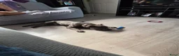 Staffordshire Bull Terrier dogs for sale: Rocco - Advert 11