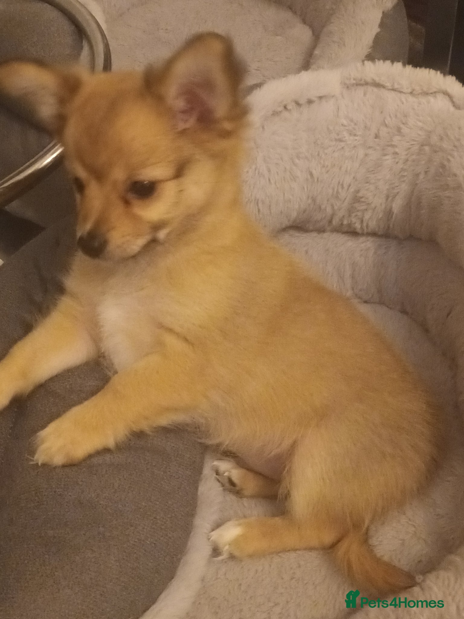 Mixed Breed dogs for sale: Adorable fluffy lasapom - Advert 2