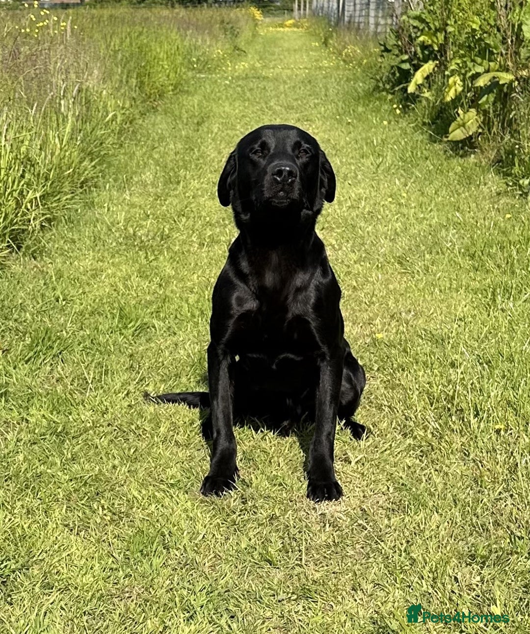 Labrador Retriever dogs for stud: Fully health tested, Black Labrador  in Alton - Image 2
