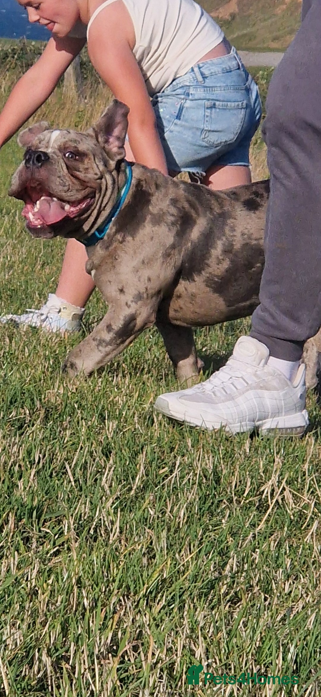 Old Tyme Bulldog dogs for sale: Male Lilac merle old tyme bulldog - Image 6