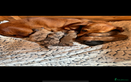 Miniature Dachshund dogs for sale: ⭐️Beautiful litter Of Rainbow Dachshund Puppies⭐️ - Image 32