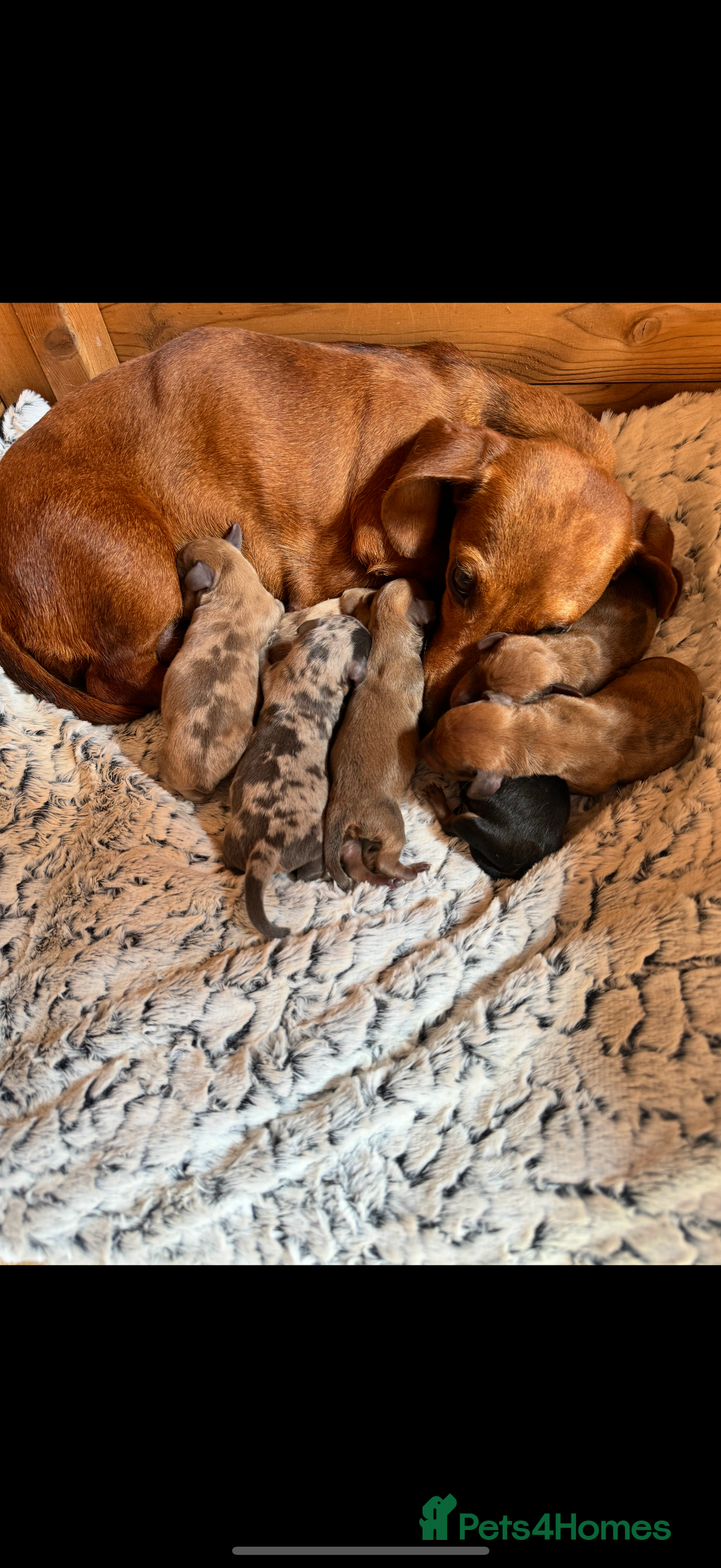 Miniature Dachshund dogs for sale: ⭐️Beautiful litter Of Rainbow Dachshund Puppies⭐️ - Image 32