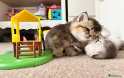 Scottish Fold cats for sale: Purrfect little babies - Image 3