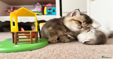 Scottish Fold cats - Advert 9