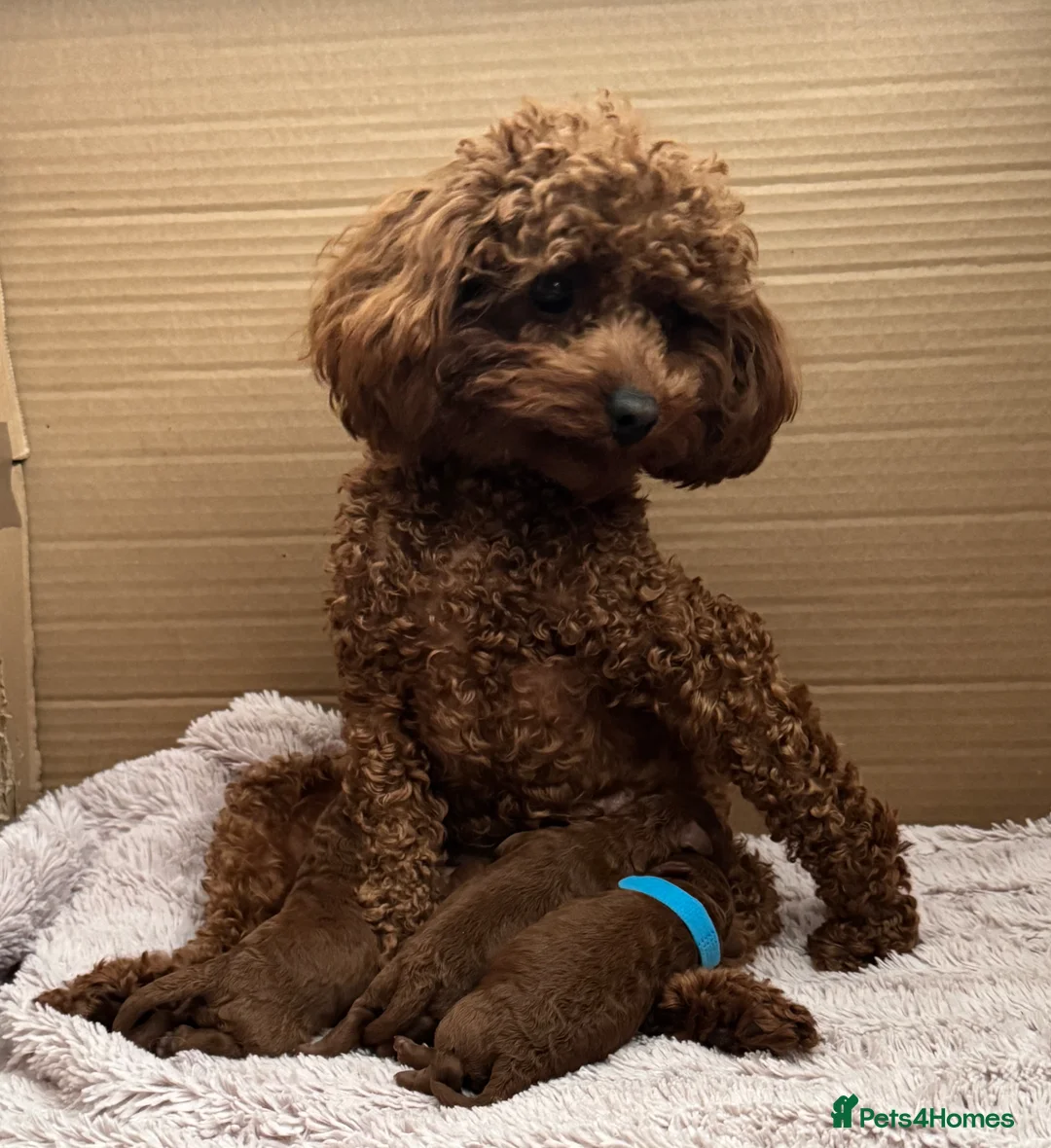 Toy Poodle dogs for sale: Asian Poodle Puppies  - Advert 2