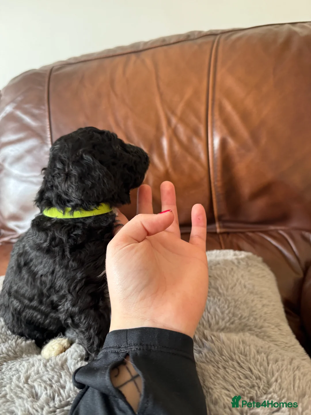 Mixed Breed dogs for sale: Spanish water dog/miniature poodle  in Manchester - Advert 23