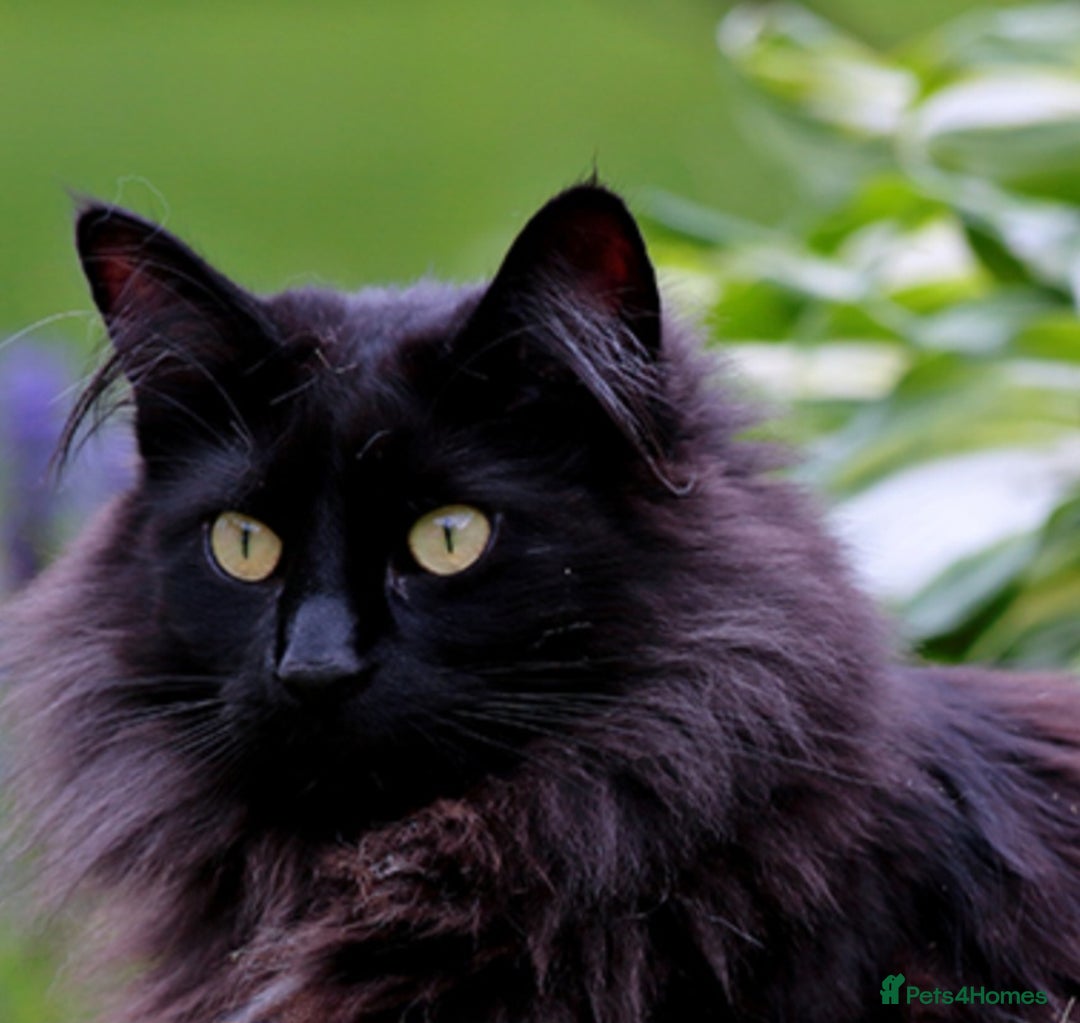 Persian cats for sale: Persion cross  male 1 year  - Image 2