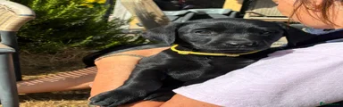 Yellow Collar