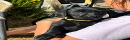 Labrador Retriever dogs for sale: 🐾 READY NOW🐾 FTCH Labrador Puppies - Advert 16