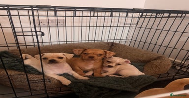 Chiweenie dogs chiweenie (dachshund x chihuahua) puppies - Advert 12