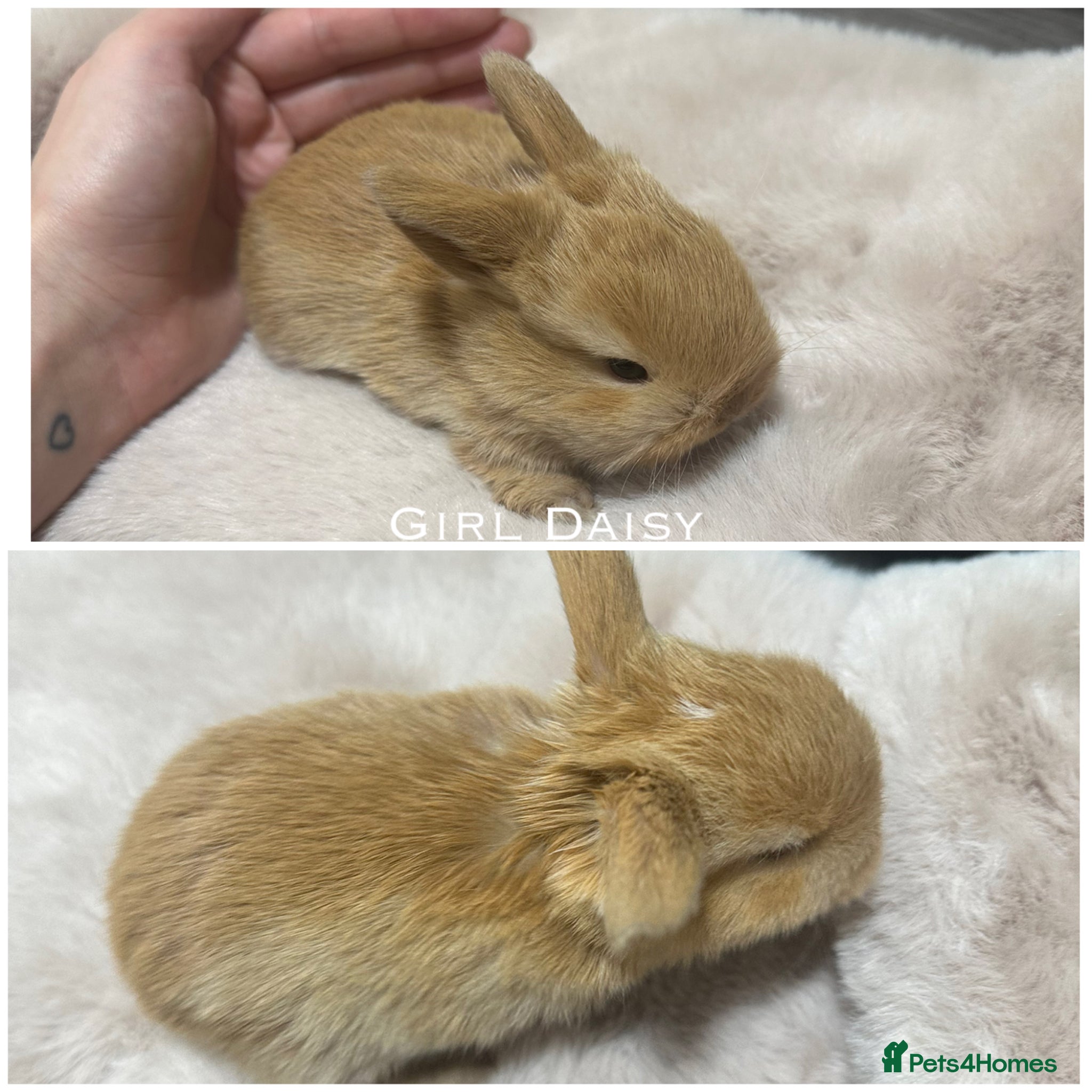 Mini Lop rabbits Beautiful Mini Lops for Sale  - Advert 1