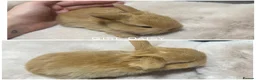 Mini Lop rabbits for sale: Beautiful Mini Lops for Sale  - Advert 1
