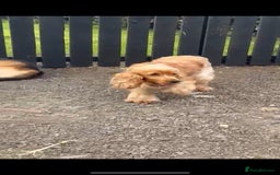 Cocker Spaniel dogs for sale: Cocker spaniel puppies (show)  - Image 2